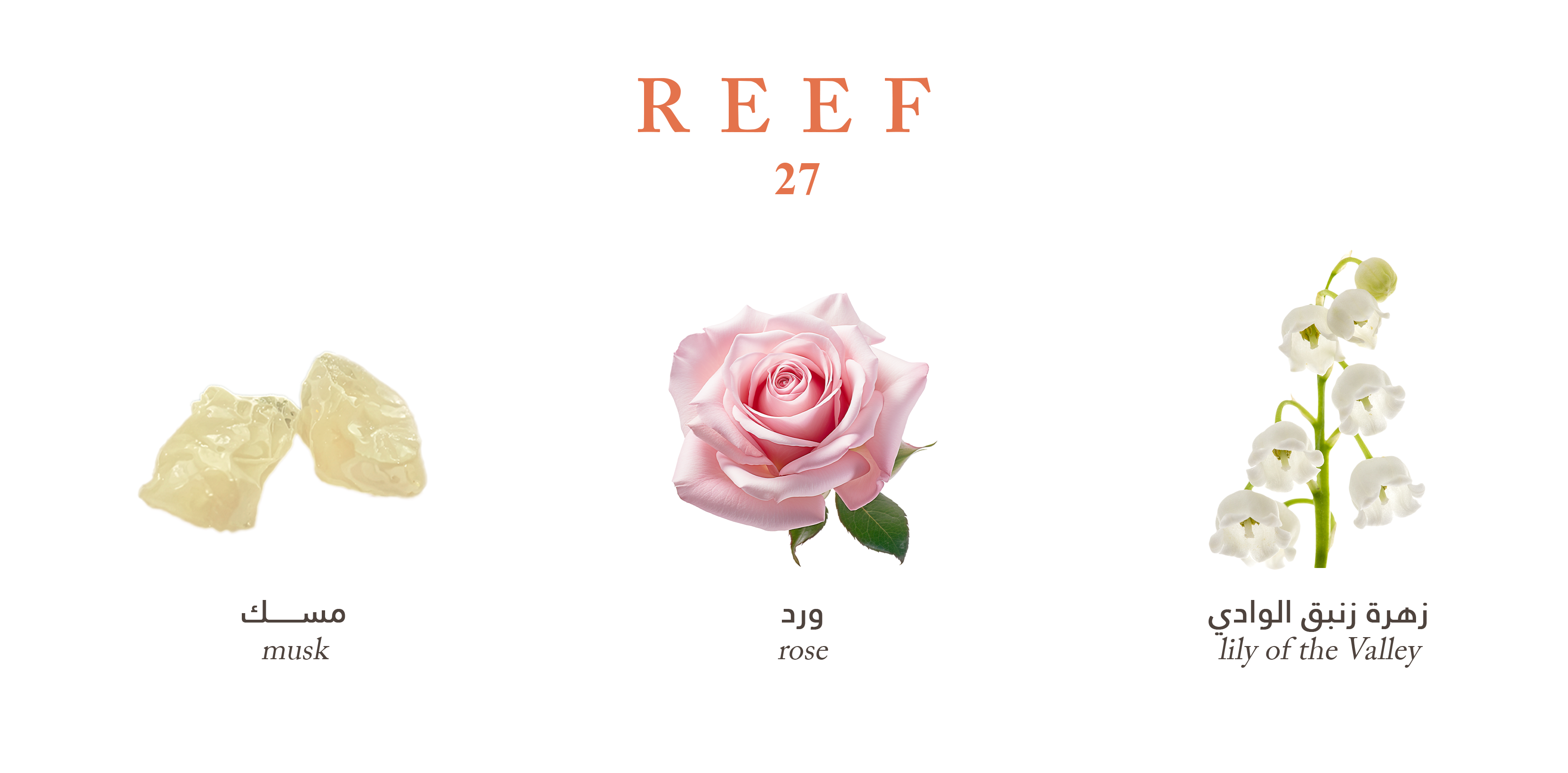 Reef 27 – A Whisper of Rose
