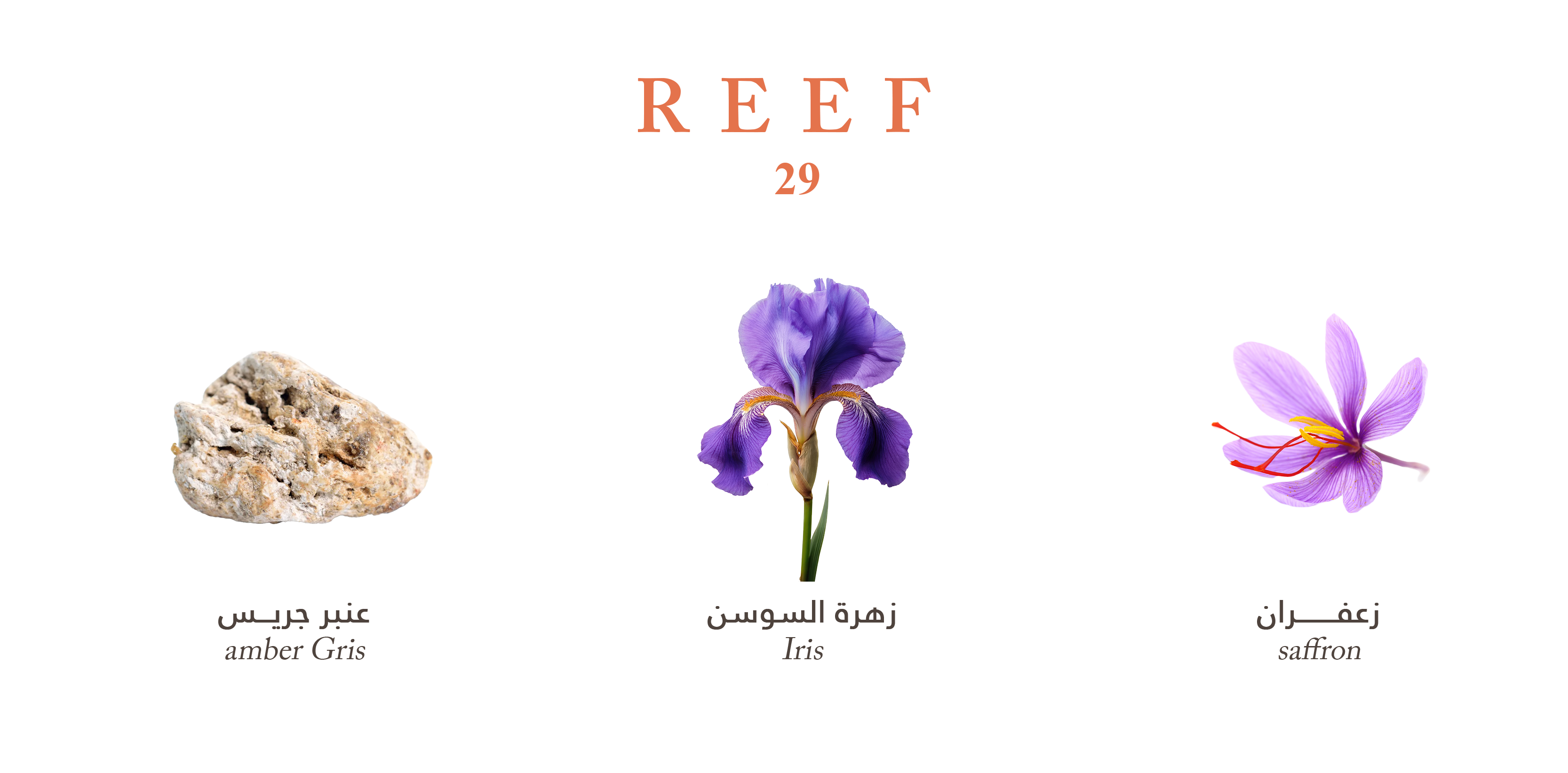 Reef 29 - Golden Saffron Veil