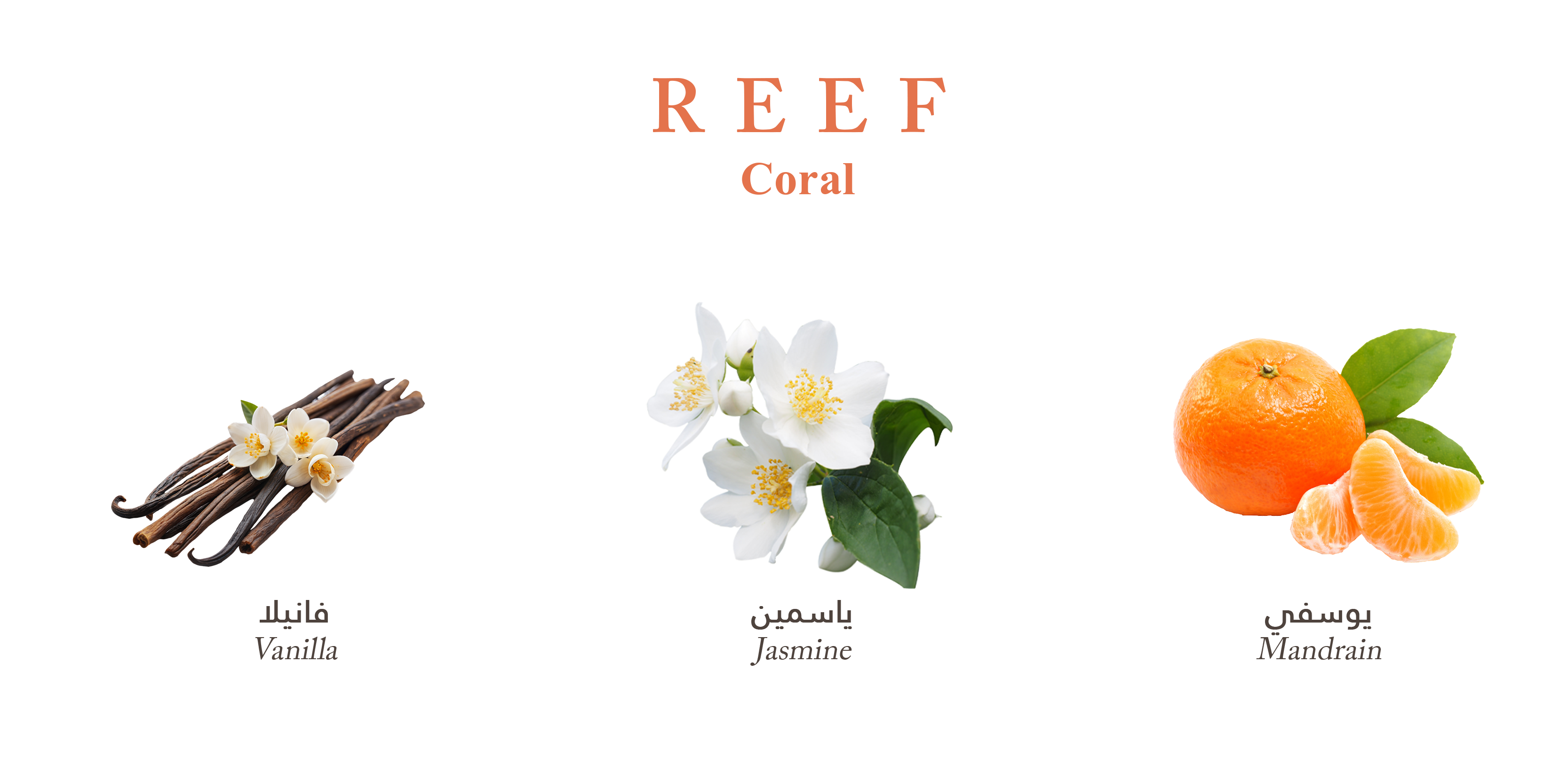 Reef Coral