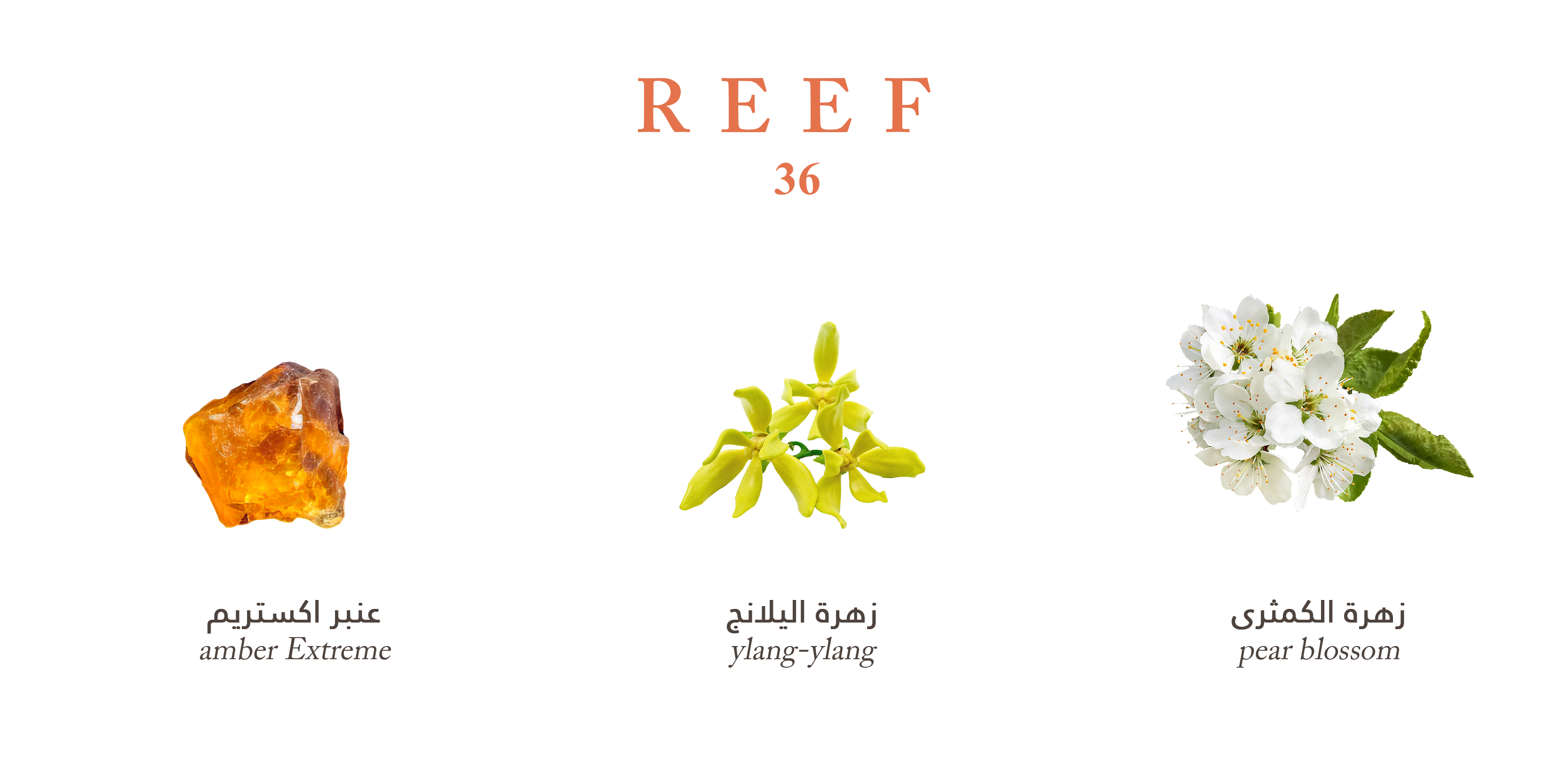 Reef 36 - Intense Amber Bloom