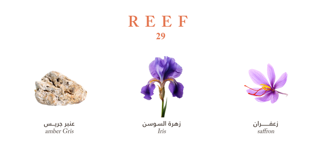 Reef 29 - Mini