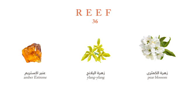 Reef 36 - Mini