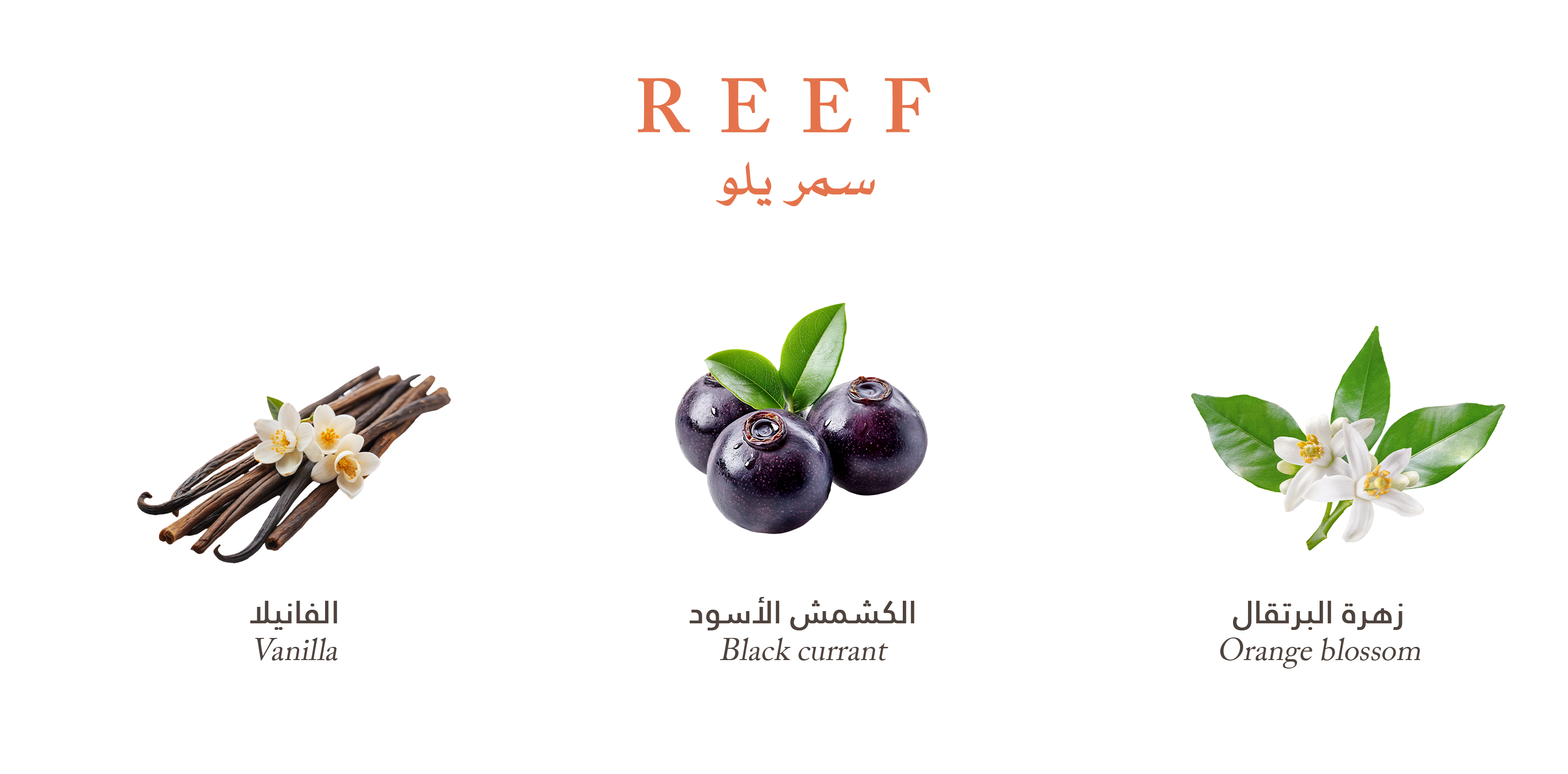 Reef Yellow – Velvet Vanilla Cradle
