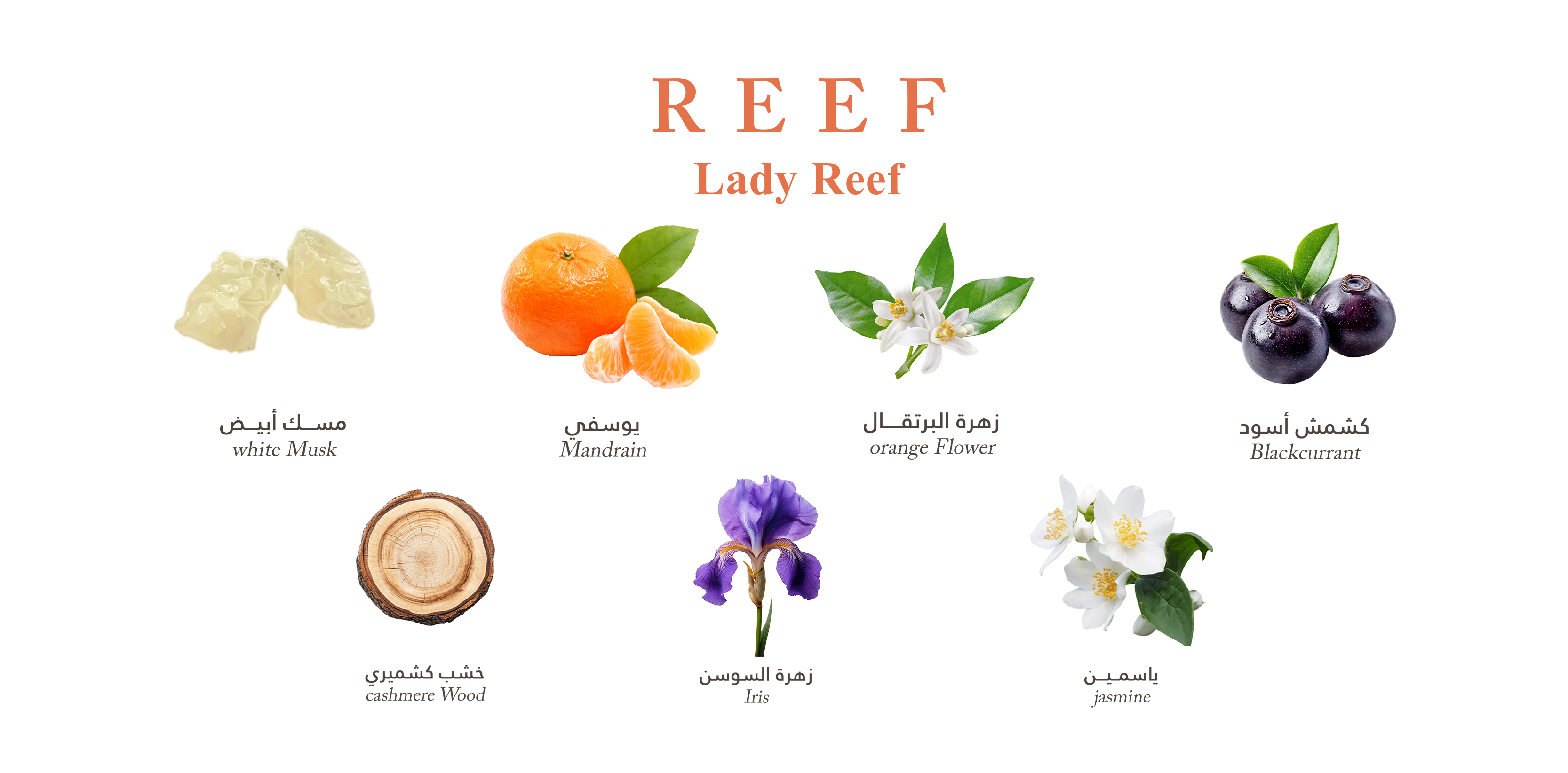Lady Reef - Cashmere Blossom