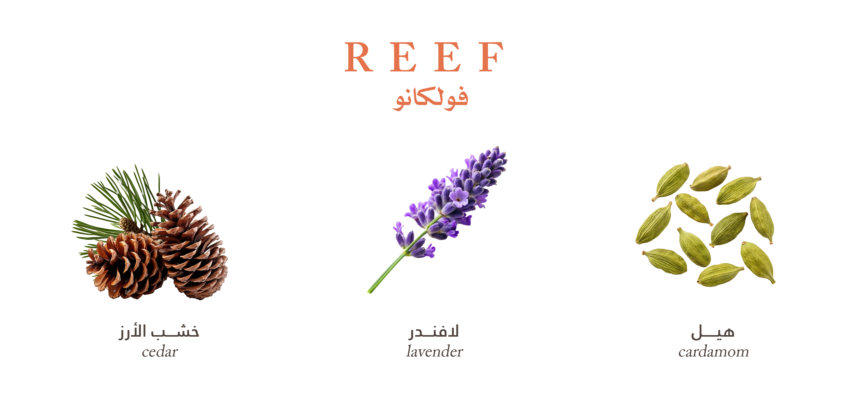 Reef Volcano – Deep Earth Elegance